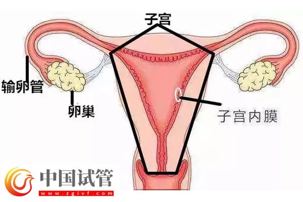 沒有子宮能生孩子嗎(圖12)