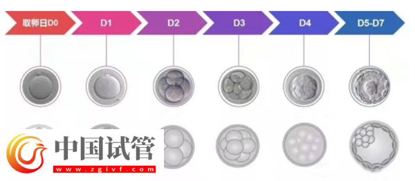 囊胚等級(jí)與寶寶健康之間有關(guān)系嗎？(圖2)