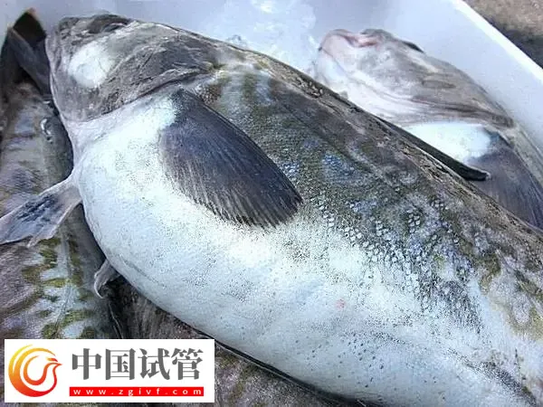 孕期糖尿病可以吃什么魚(圖1)