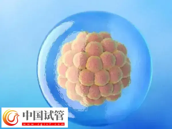 5bc囊胚跟4bc的囊胚質(zhì)量哪個(gè)好(圖1)