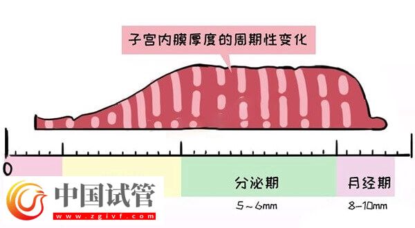 子宮內(nèi)膜厚度多少做試管嬰兒才能成功著床？(圖1)