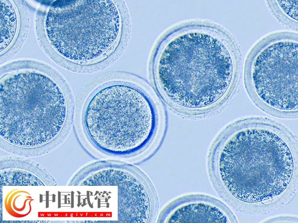 河南省人民醫院供卵等多久(圖1)